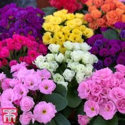 Primrose 'Primlet Tropical Mix' -Perfect Greenery prim trop2