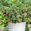 Raspberry 'Little Sweet Sister' -Perfect Greenery princess1