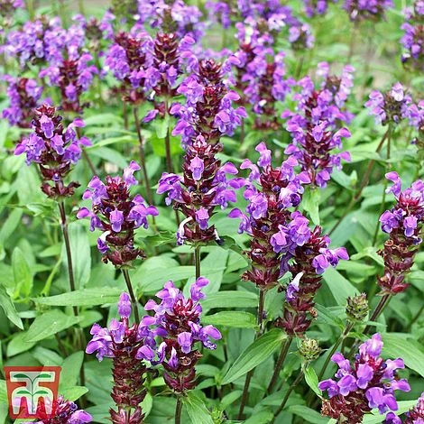 Prunella Grandiflora ‘Violet-Flowered’ 3 Prunella Grandiflora ‘Violet-Flowered’
