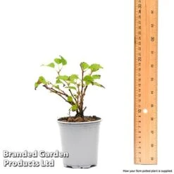 Prunus Incisa 'Kojo-No-Mai' 17 Prunus Incisa 'Kojo-No-Mai' -Perfect Greenery prun1