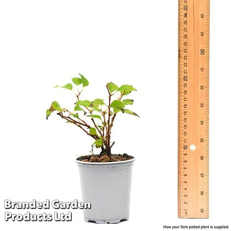 Prunus Incisa 'Kojo-No-Mai' 10 Prunus Incisa 'Kojo-No-Mai' - Image 8