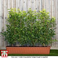 Prunus Lusitanica -Perfect Greenery prunus ready