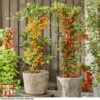 Pyracantha Coccinea 'Star' Duo -Perfect Greenery pyra duo
