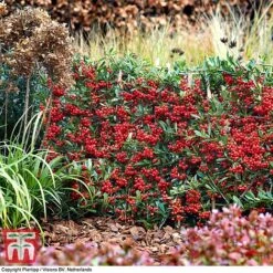 Pyracantha Coccinea 'Red Star' 16 Pyracantha Coccinea 'Red Star' -Perfect Greenery pyra red10