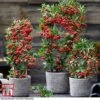 Pyracantha Coccinea 'Red Star' 2 Pyracantha Coccinea 'Red Star' -Perfect Greenery pyra red11