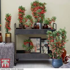 Pyracantha Coccinea 'Red Star' 18 Pyracantha Coccinea 'Red Star' -Perfect Greenery pyra red2