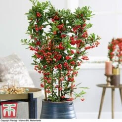 Pyracantha Coccinea 'Red Star' 19 Pyracantha Coccinea 'Red Star' -Perfect Greenery pyra red3
