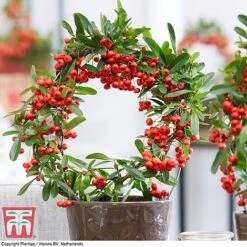 Pyracantha Coccinea 'Red Star' 21 Pyracantha Coccinea 'Red Star' -Perfect Greenery pyra red5