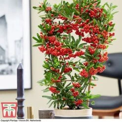 Pyracantha Coccinea 'Red Star' 22 Pyracantha Coccinea 'Red Star' -Perfect Greenery pyra red6