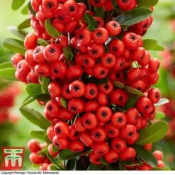 Pyracantha Coccinea 'Red Star' 23 Pyracantha Coccinea 'Red Star' -Perfect Greenery pyra red7