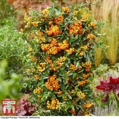 Pyracantha Coccinea 'Star' Duo -Perfect Greenery pyra sun3