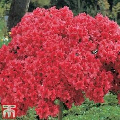 Azalea 'Japanese Red' 12 Azalea 'Japanese Red' -Perfect Greenery red2