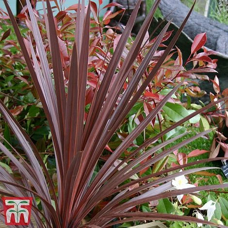 Cordyline 'Red Star' 4 Cordyline 'Red Star' - Image 2