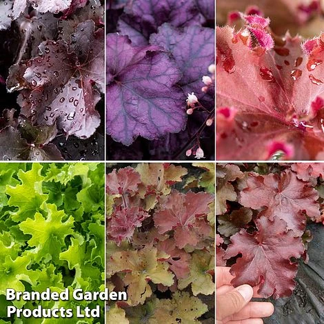 Heuchera Rex Collection 4 Heuchera Rex Collection - Image 2