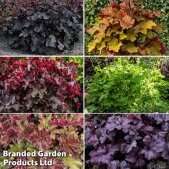 Heuchera Rex Collection 7 Heuchera Rex Collection -Perfect Greenery rex coll3