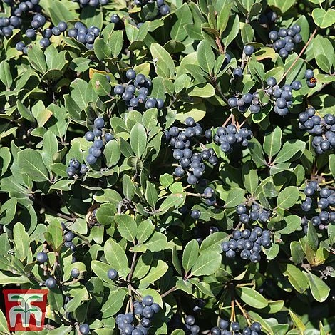 Rhaphiolepis Umbellata F. Ovata 4 Rhaphiolepis Umbellata F. Ovata - Image 2