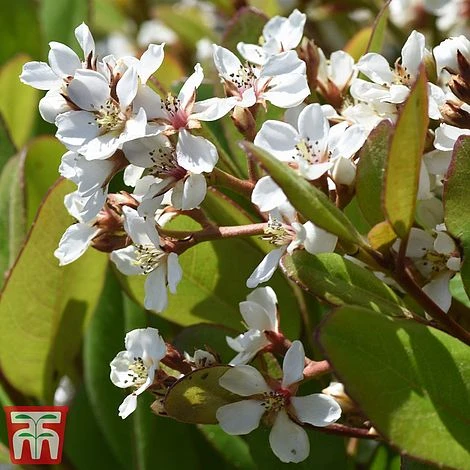 Rhaphiolepis Umbellata F. Ovata 3 Rhaphiolepis Umbellata F. Ovata