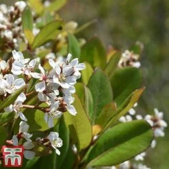 Rhaphiolepis Umbellata F. Ovata 7 Rhaphiolepis Umbellata F. Ovata -Perfect Greenery rhap ume3