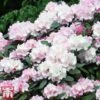Rhododendron 'Silberwolke' -Perfect Greenery rhod cloud