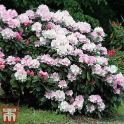 Rhododendron 'Silberwolke' -Perfect Greenery rhod cloud2