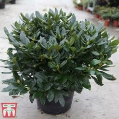 Rhododendron 'Cunningham's White' -Perfect Greenery rhod cunn