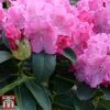 Rhododendron 'Germania' -Perfect Greenery rhod germ3