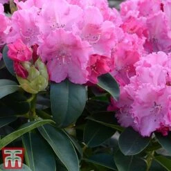 Rhododendron 'Germania'