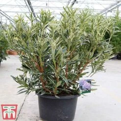 Rhododendron Ponticum 'Variegatum' -Perfect Greenery rhod var