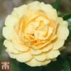 Rose 'Absolutely Fabulous' (Floribunda Rose) -Perfect Greenery rose abfab