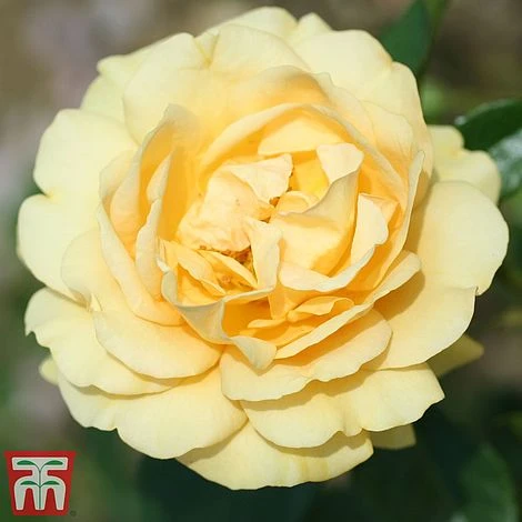 Rose 'Absolutely Fabulous' (Floribunda Rose) 3 Rose 'Absolutely Fabulous' (Floribunda Rose)