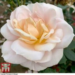 Rose 'Champagne Moment' (Floribunda Rose) -Perfect Greenery rose cham2