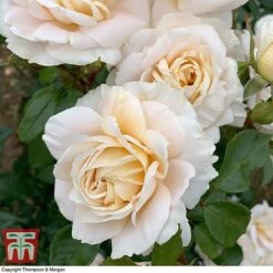 Rose 'Champagne Moment' (Floribunda Rose) -Perfect Greenery rose cham3