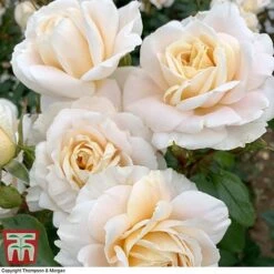 Rose 'Champagne Moment' (Floribunda Rose) -Perfect Greenery rose cham4