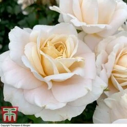 Rose 'Champagne Moment' (Floribunda Rose) -Perfect Greenery rose cham5