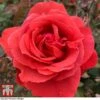 Rose 'Fragrant Cloud' (Hybrid Tea Rose) -Perfect Greenery rose frag