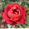 Rose 'Hot Chocolate' (Floribunda Rose) -Perfect Greenery rose hot