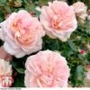 Rose 'Joie De Vivre' (Floribunda Rose) -Perfect Greenery rose joi