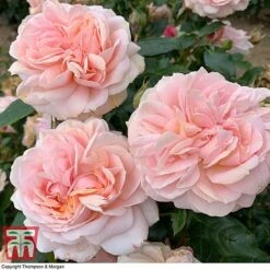 Rose 'Joie De Vivre' (Floribunda Rose) -Perfect Greenery rose joi2