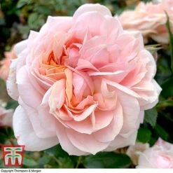 Rose 'Joie De Vivre' (Floribunda Rose) -Perfect Greenery rose joi3
