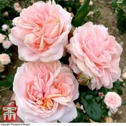 Rose 'Joie De Vivre' (Floribunda Rose) -Perfect Greenery rose joi4