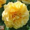 Rose 'Leah Tutu' (Shrub Rose) -Perfect Greenery rose leah