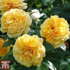 Rose 'Leah Tutu' (Shrub Rose) -Perfect Greenery rose leah2