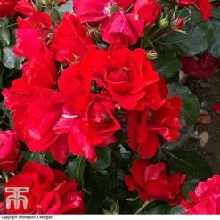 Rose 'Moment In Time' (Floribunda Rose) -Perfect Greenery rose mom2