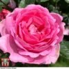 Rose 'Mum In A Million' (Hybrid Tea Rose) -Perfect Greenery rose mum