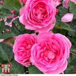 Rose 'Mum In A Million' (Hybrid Tea Rose) -Perfect Greenery rose mum2