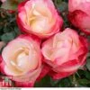 Rose 'Nostalgia' (Hybrid Tea Rose) -Perfect Greenery rose nost