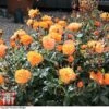 Rose 'Precious Amber' (Floribunda Rose) -Perfect Greenery rose preca