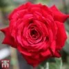 Rose 'Ruby Wedding' (Hybrid Tea Rose) -Perfect Greenery rose ruby