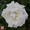 Rose 'Silver Anniversary' (Hybrid Tea Rose) -Perfect Greenery rose silver