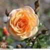 Rose 'Sweet Honey' (Floribunda Rose) -Perfect Greenery rose sweet honey A